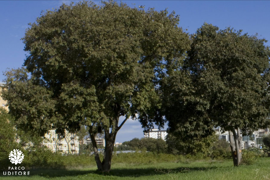 Gli alberi del parco: IL BAGOLARO