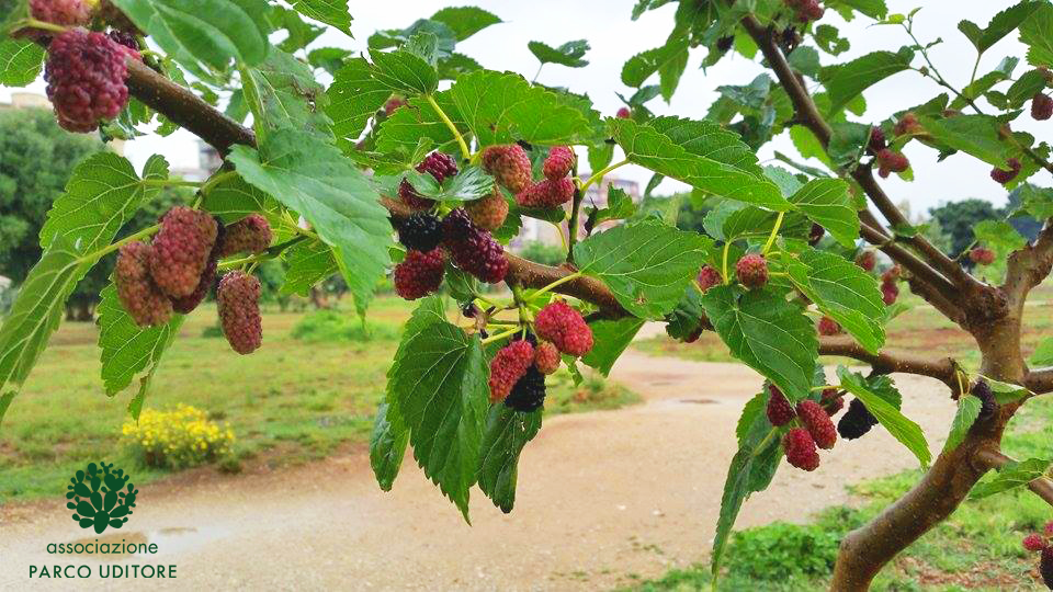 Gli alberi del parco: GELSI