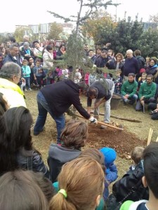 ALBERO